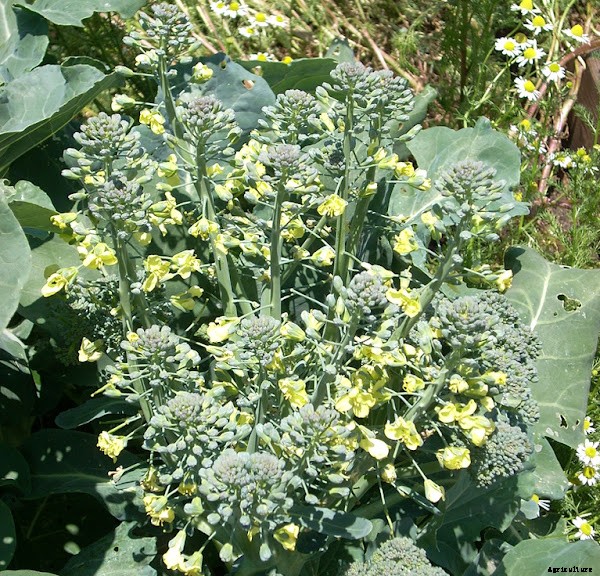 Growing Broccoli Organically in Home Garden