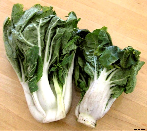 Best Tips For Growing Chinese Cabbage Organically