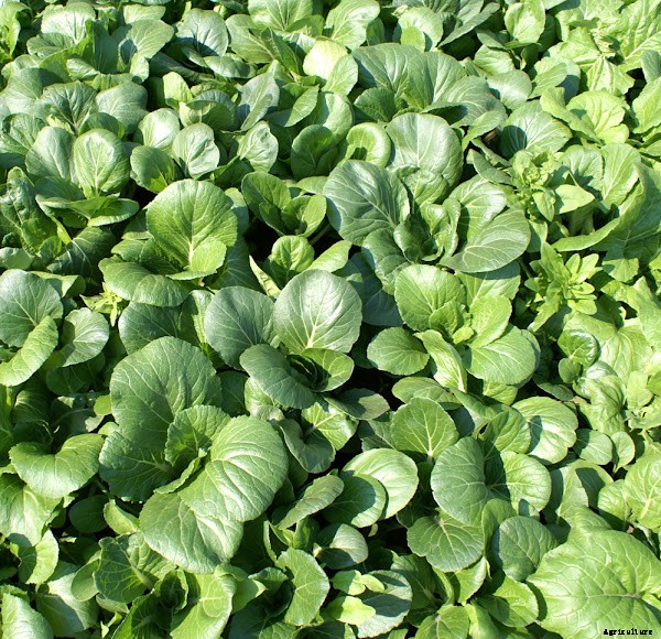 Best Tips For Growing Chinese Cabbage Organically