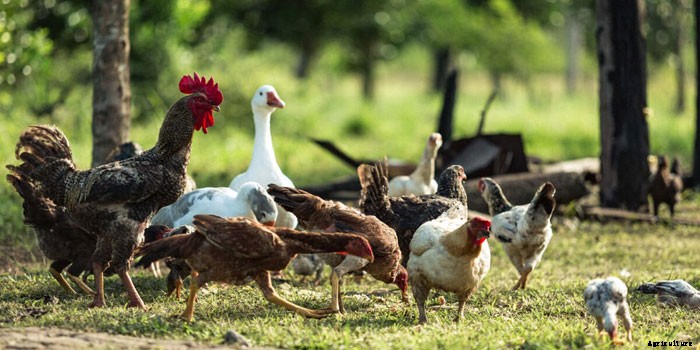 How Can I Start My Own Poultry Farm?