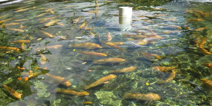 What Are The Steps In Fish Farming?