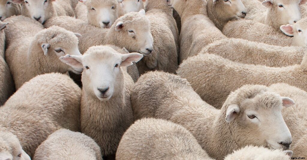 What Are The Advantages And Disadvantages Of Sheep Production