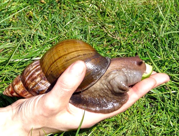 Advantages And Disadvantages Of Snail Farming