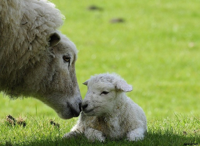 How Many Times A Year Does A Sheep Give Birth?