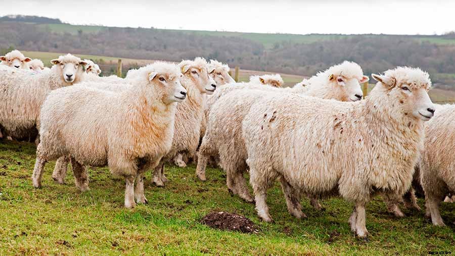The Types of Sheep Breeds For Beginners