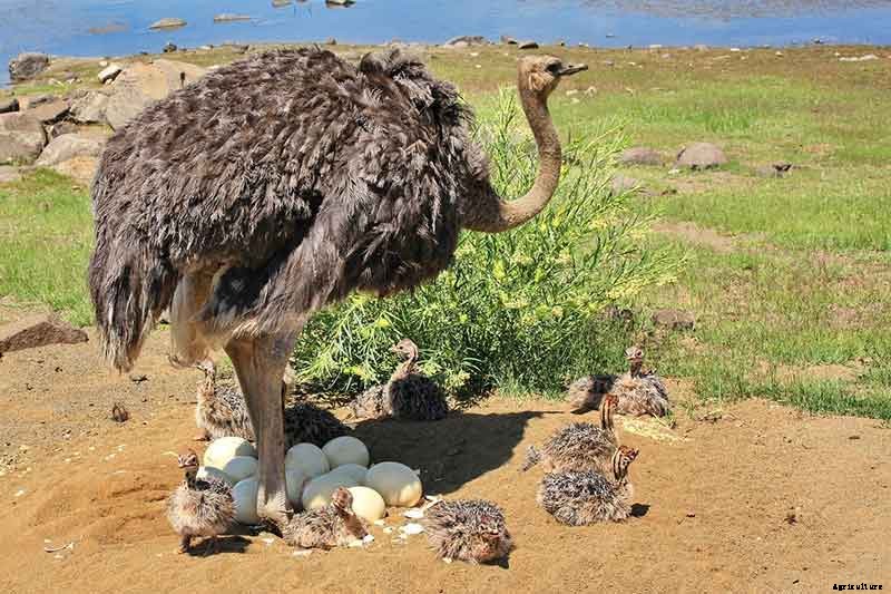 How Do Rhea Lay Eggs?
