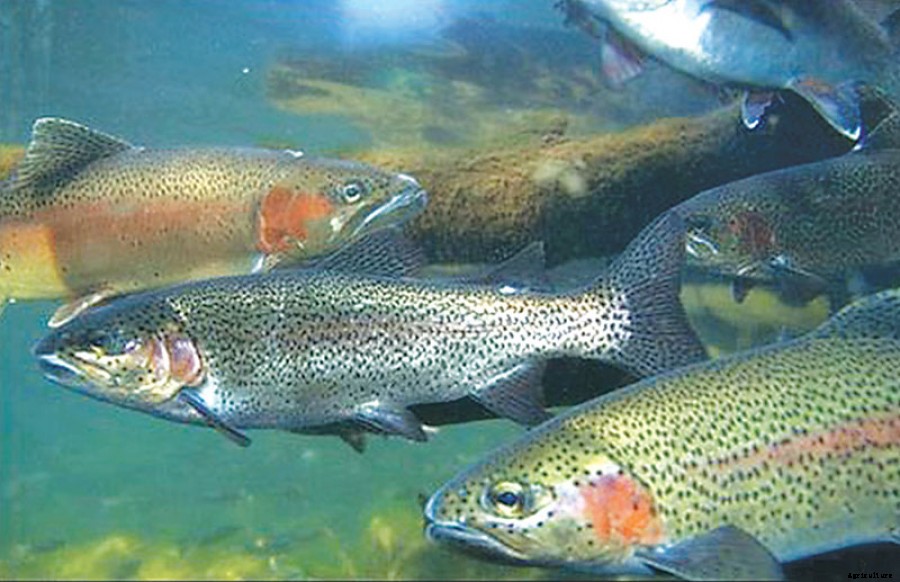 Small Scale Rainbow Trout Farming