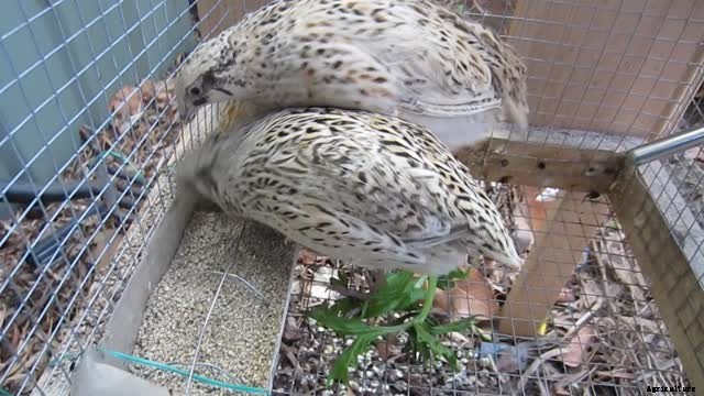 Feeding Quail Naturally