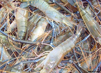 Nutrition Of Freshwater Prawns Grown In Ponds