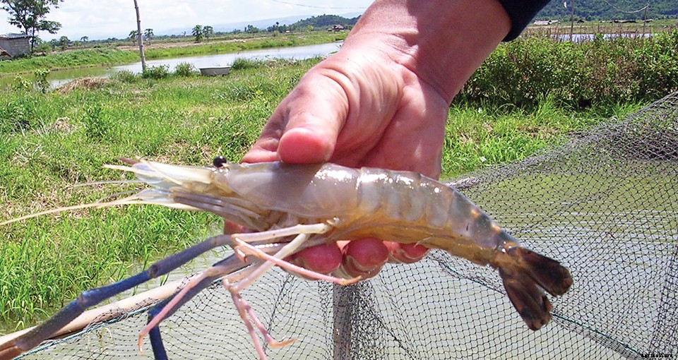 The Farming Of The Giant Freshwater Prawn
