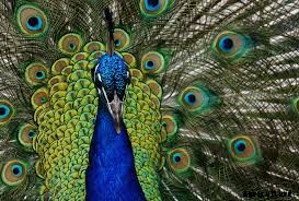 Peafowl Representative Species