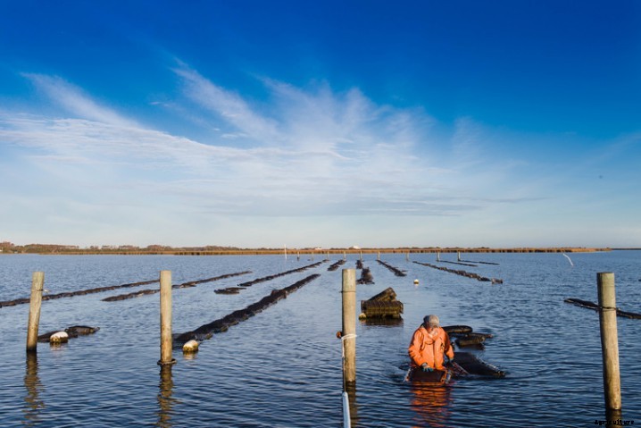 Oyster Aquaculture in the United States