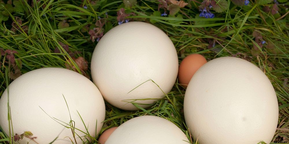 How to Incubate Ostrich Eggs
