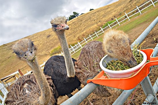 What Do Ostriches Eat In Captivity?