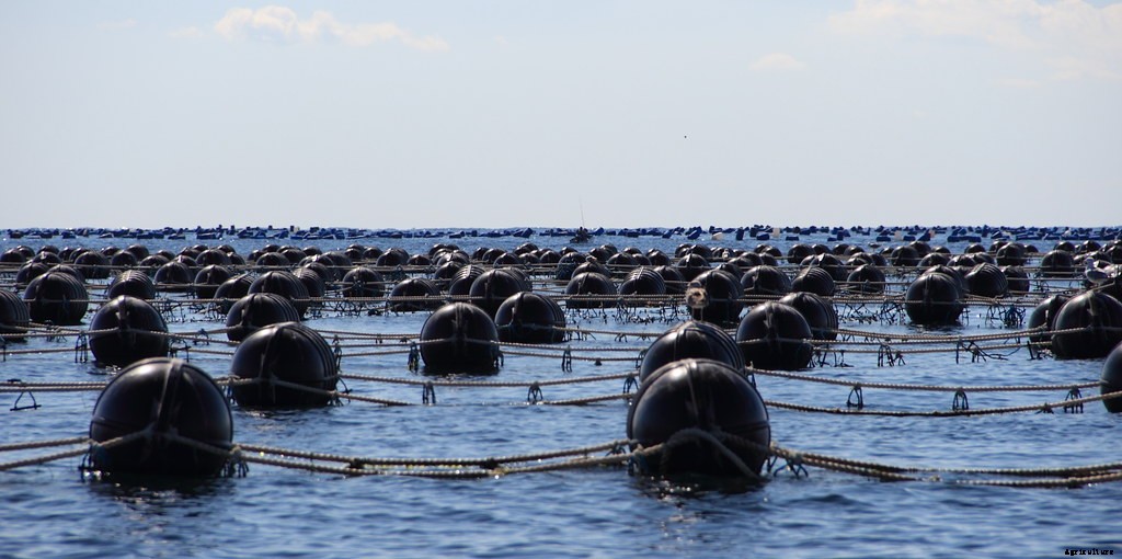 How To Set Up A Mussel Farm