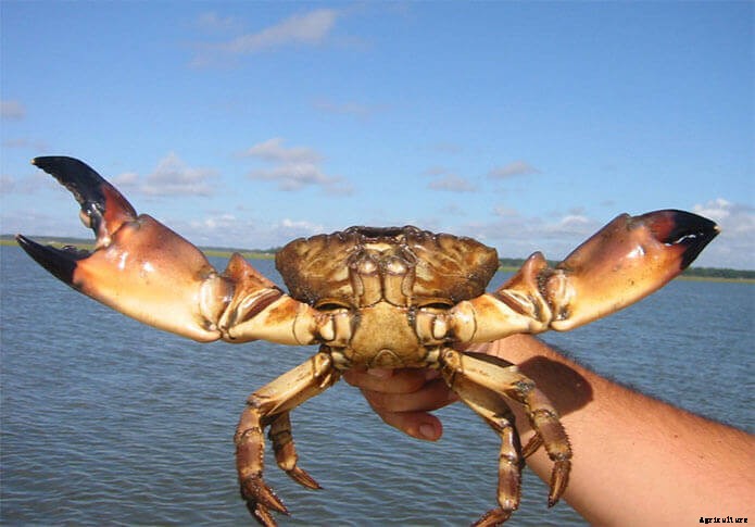 The Ideal System For Rearing Lobsters