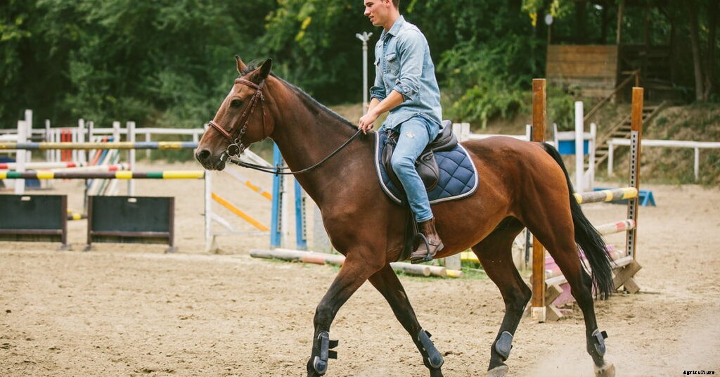 Horse Riding Equipment For Beginners