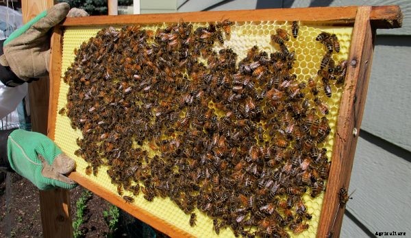 Starting A Bee Colony For Honey