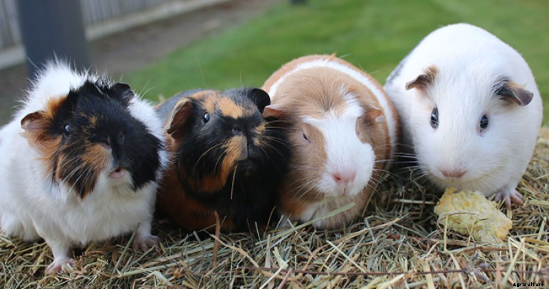 Are Guinea Pigs The Right Pet For Me?