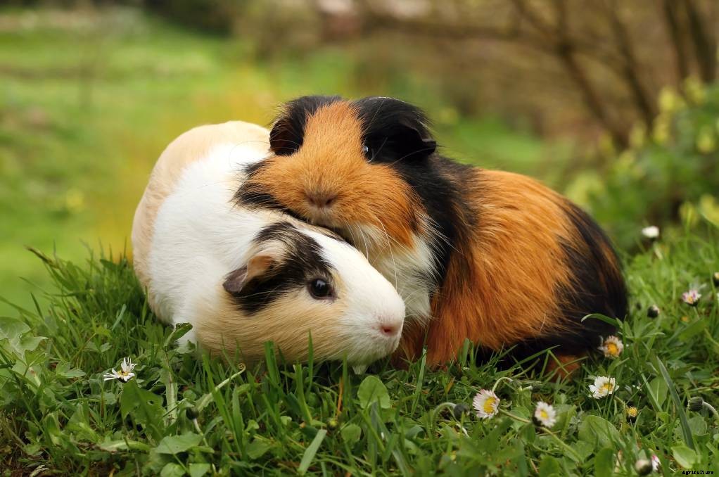 Pets At Home Guinea Pig Care Guide