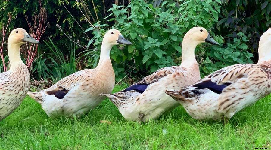 Commercial Duck Meat Farming Guide For Beginners
