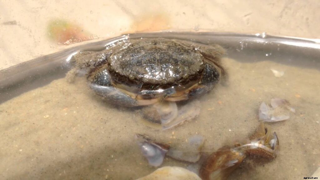 Mud Crab Feeding Habits