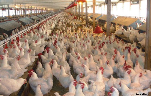 Raising Broilers From Start To Finish