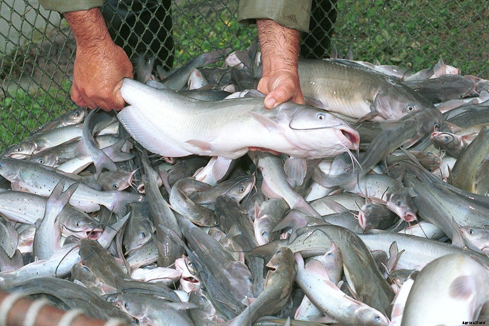 Catfish Disease Treatments