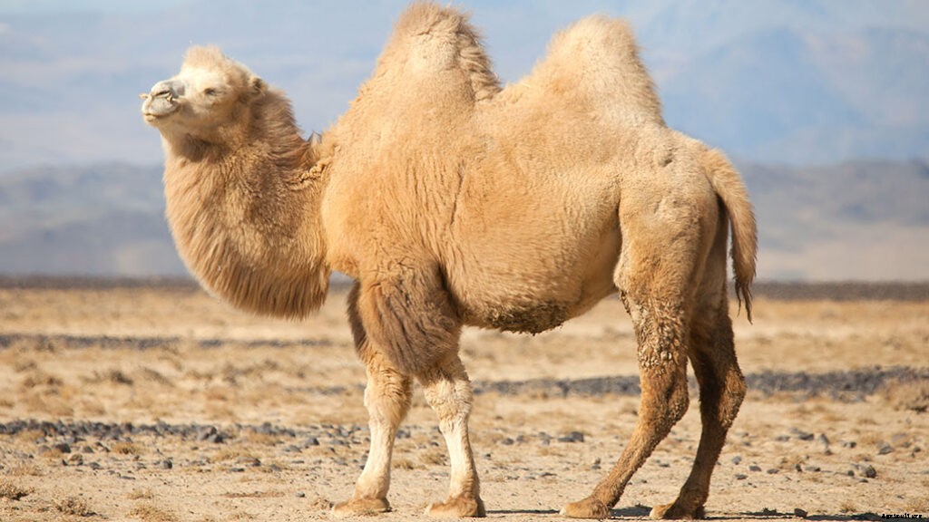 The Advantages Of Camels Over Other Livestock