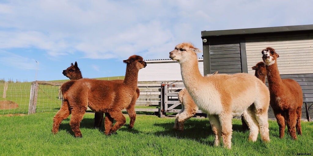 How To Set Up An Alpaca Farm