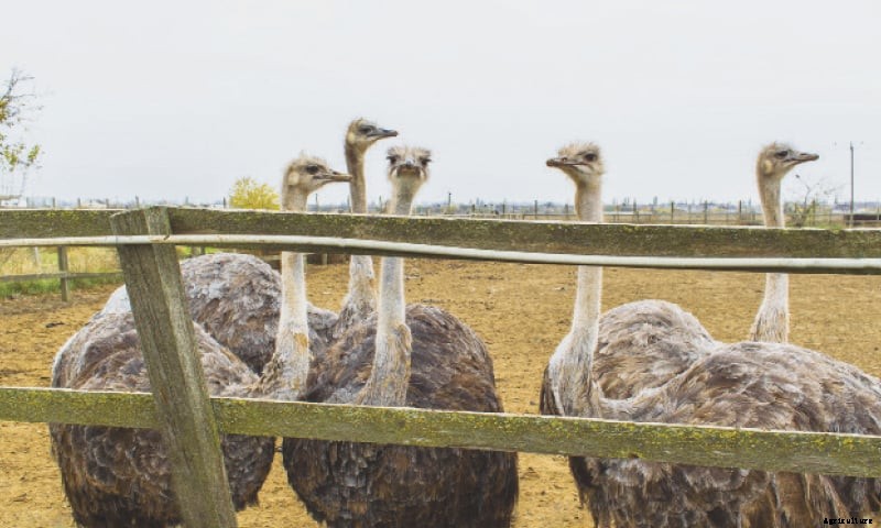 The Benefits Of Raising Ostrich