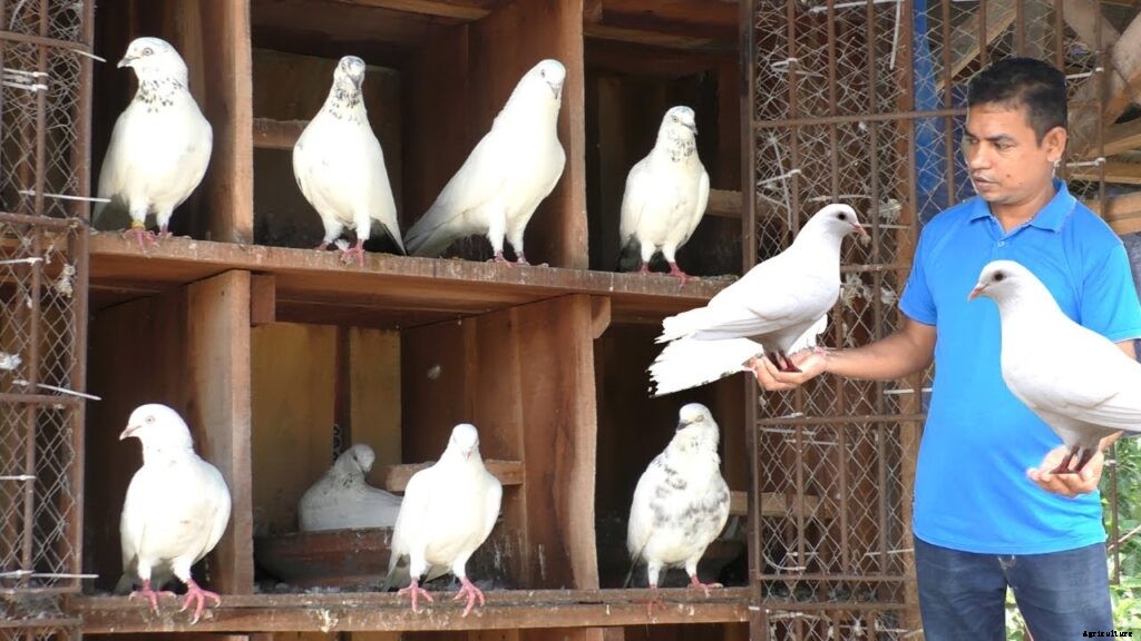 Pigeon Keeping For Beginners