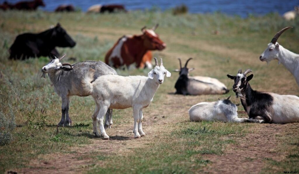 Most Profitable Small Animals To Raise