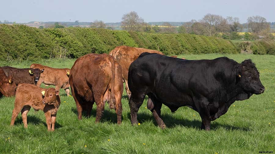 Raising Beef Cattle For Dummies