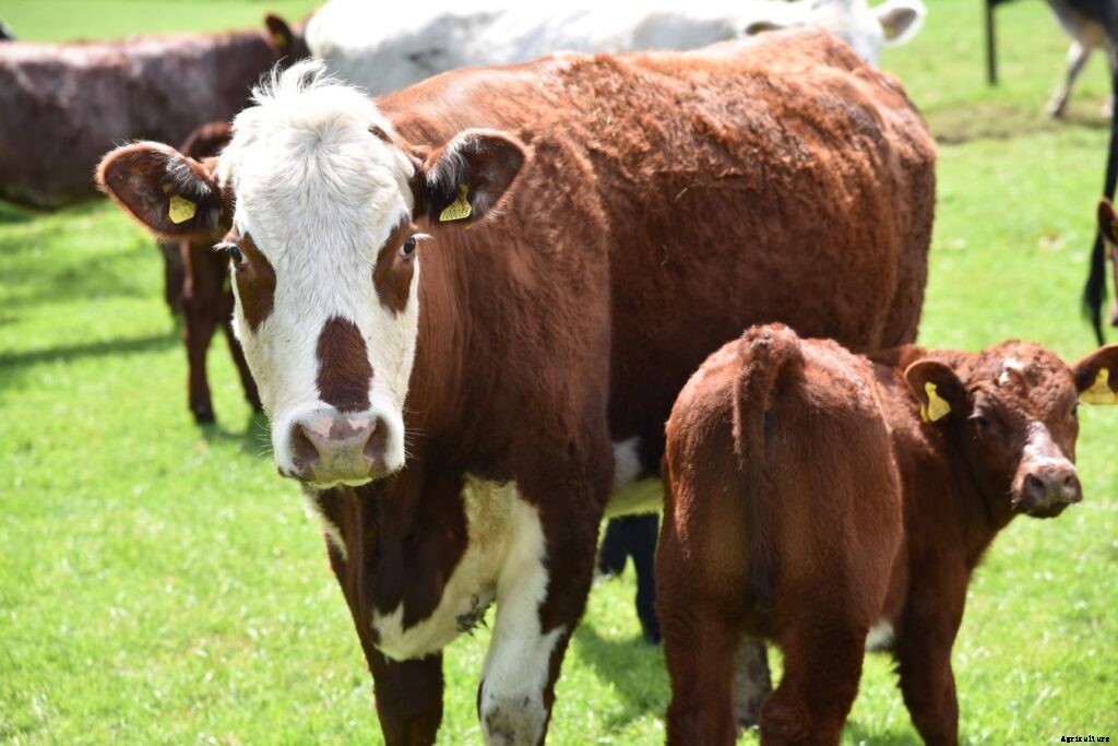 How Long Does It Take For A Cow To Mature?