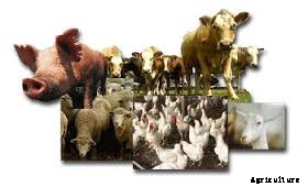 How To Make Money With Farm Animals