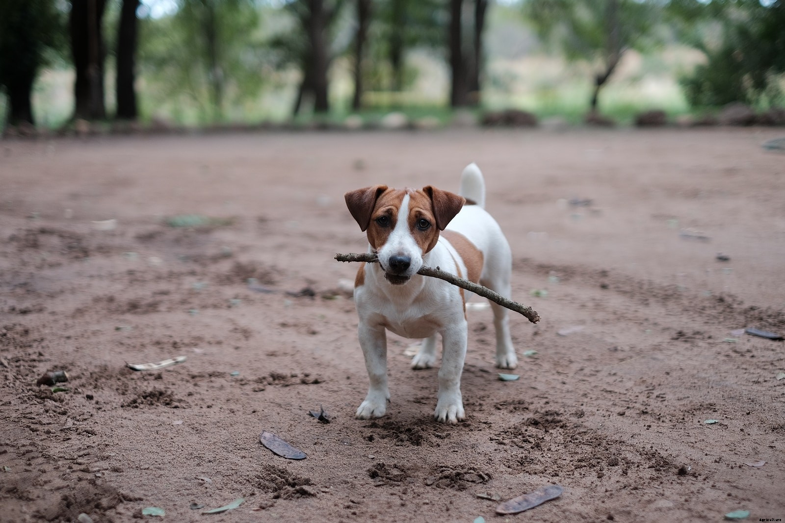 What Are the Advantages and Disadvantages of Jack Russell Terriers?
