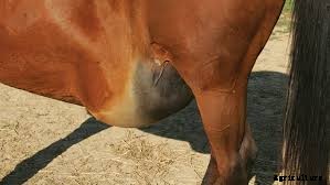 Possible causes of equine/horse swelling