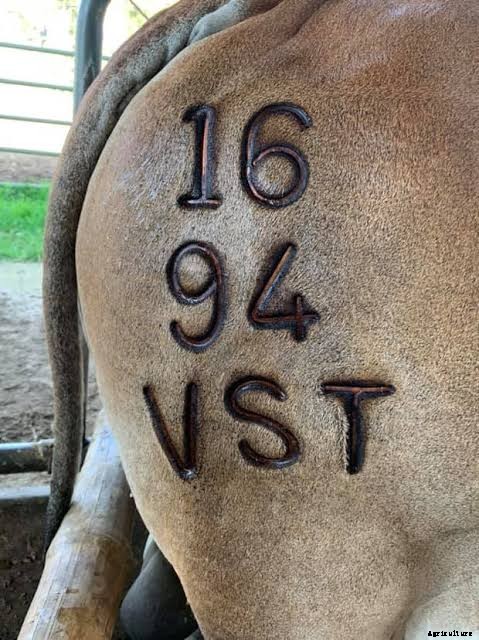 How to Always Get It Right With Cattle Branding