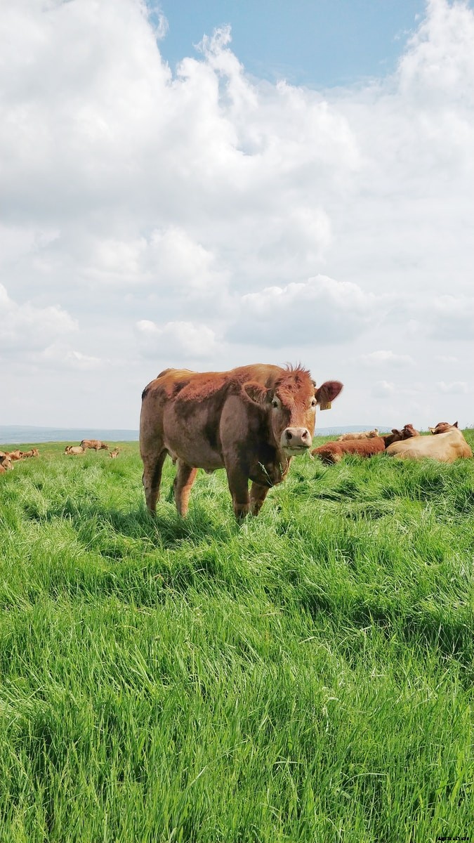 12 fundamental principles of scientific livestock breeding