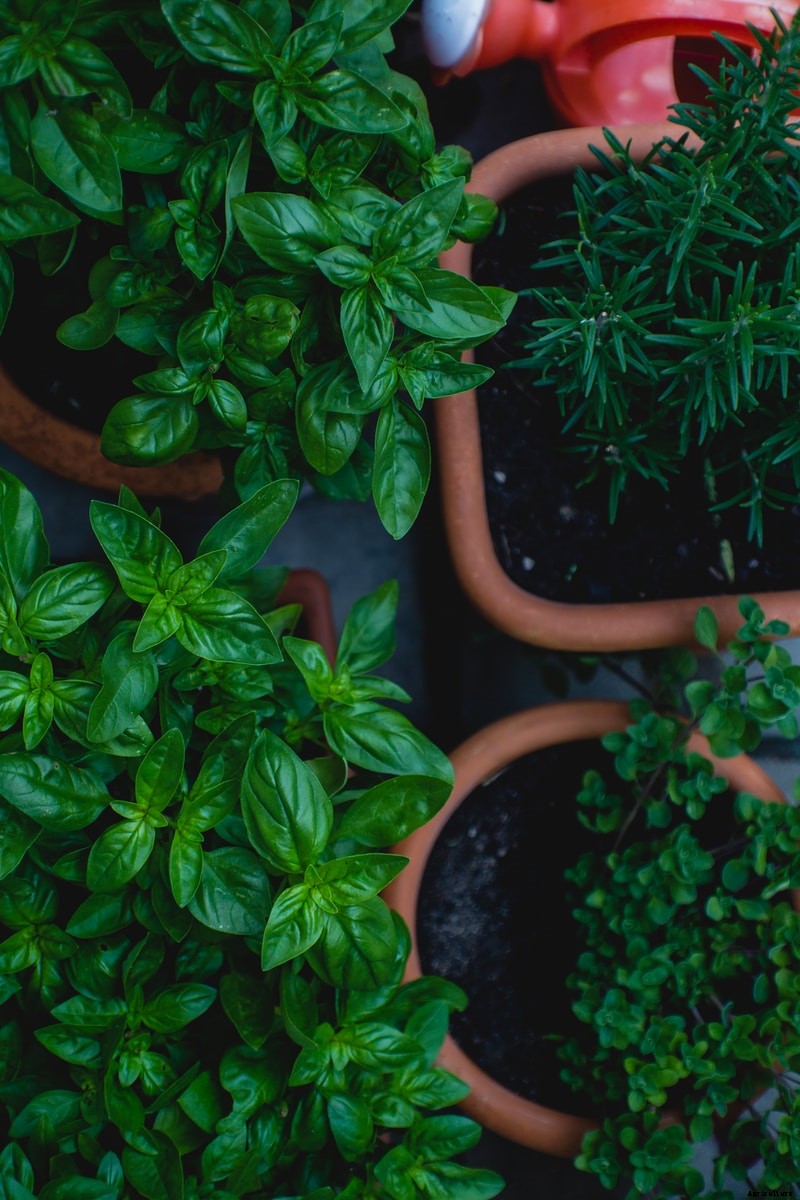 Excellent advice for growing the best possible herb garden