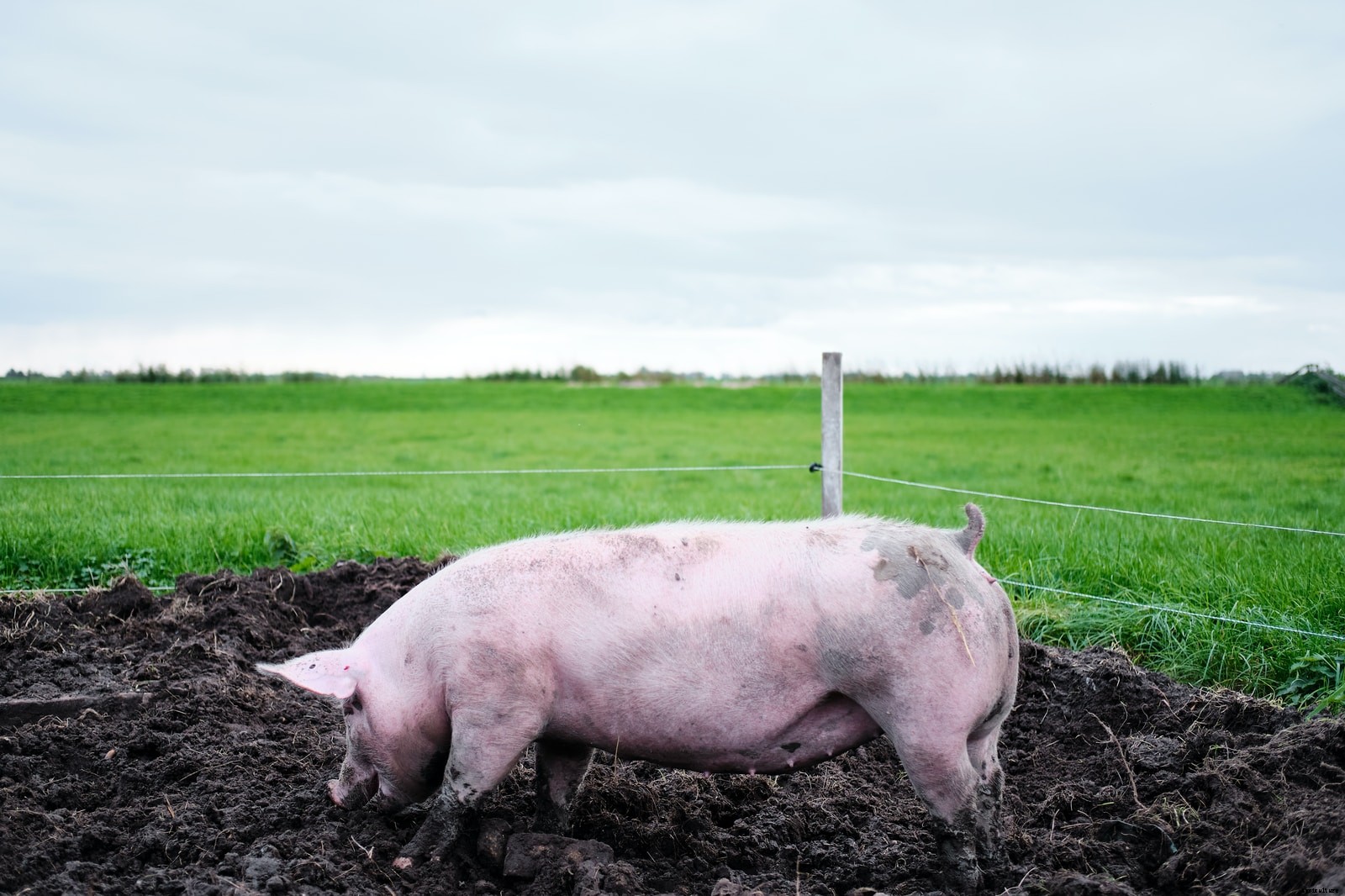 BUSINESS PLAN FOR START-UP PIG FARMING IN SOUTH AFRICA