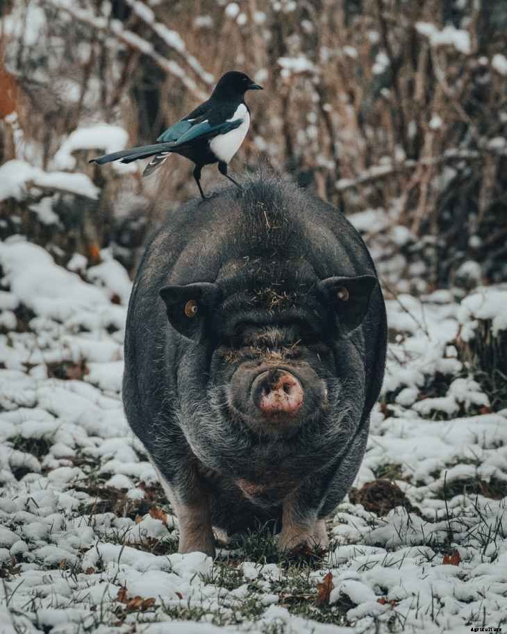 How to succeed in Pig Farming in South Africa|Things you should know