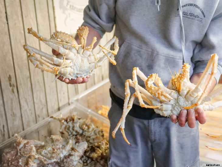 Plans for the “world’s first” land-based lobster farm have been revealed
