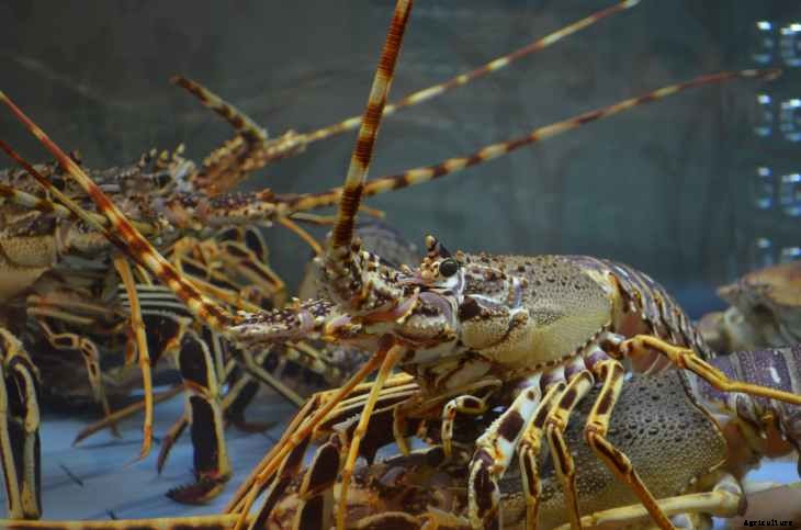 Business Start-Up Tips for Beginners in Lobster Farming 