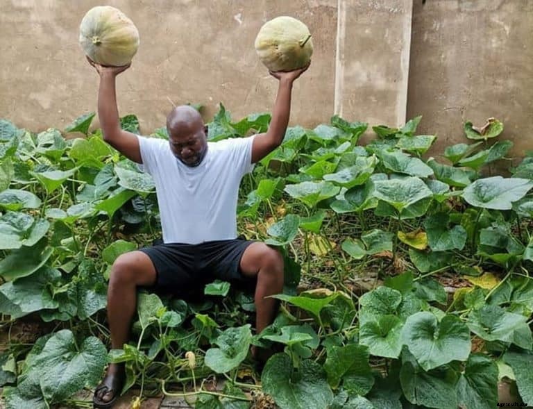 Cabbage bandit’ is being accused of profiteering from a ‘land grab,’ according to the City of Tshwane