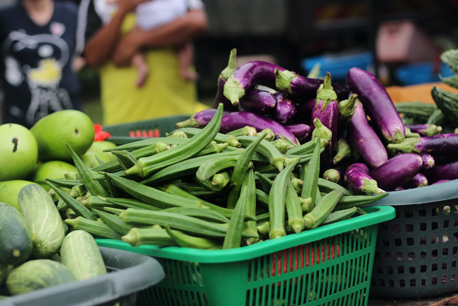 Farming of Brinjal or Eggplant Vegetable in South Africa