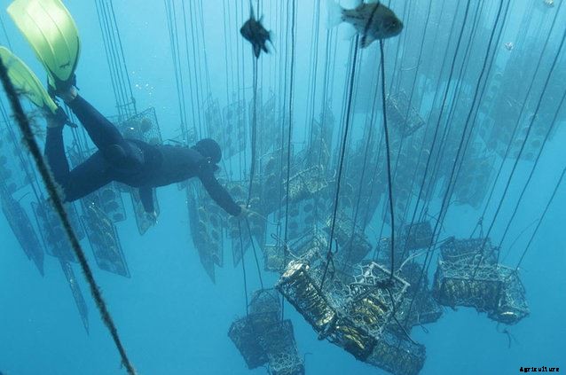 Profitable Pearl (Moti) Farming; Guide & Tips for Beginners