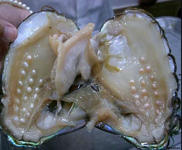 Profitable Pearl (Moti) Farming; Guide & Tips for Beginners