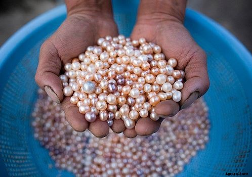 Profitable Pearl (Moti) Farming; Guide & Tips for Beginners